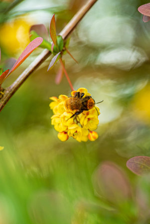 A honey bee flutters around bright yellow blossoms, gathering nectar while soft sunlight filters...