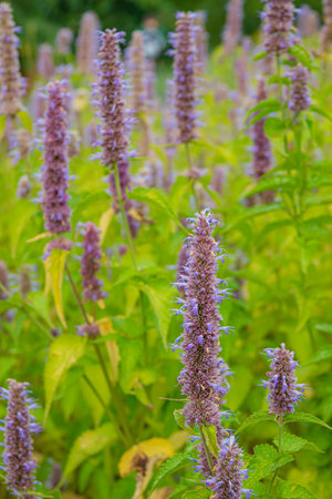 Purple blossoms rise tall among lush green foliage, dancing with the breeze under a bright sky. The garden radiates life and tranquility, inviting a sense of peace and serenity.の写真素材