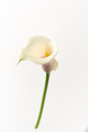 A single calla lily blooms with elegance, its white petals unfurling gently around a vibrant yellow center.の写真素材