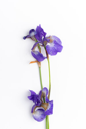 In this serene arrangement, a stunning flower flourishes on a pristine white background, its lush...