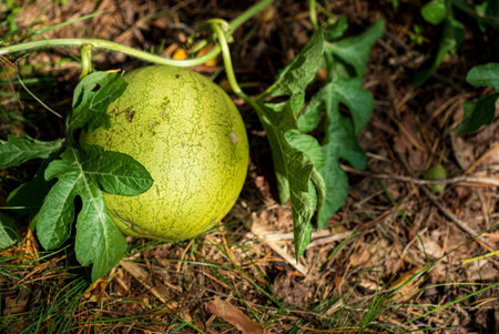 Bright sunlight bathes the garden where a round, green watermelon develops on thick vines,...