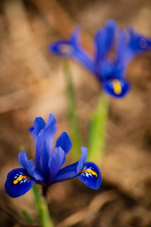 Bright blue irises stand elegantly among muted earth tones, highlighting their delicate petals and intricate markings. This tranquil garden moment captures the essence of spring's renewal.の写真素材