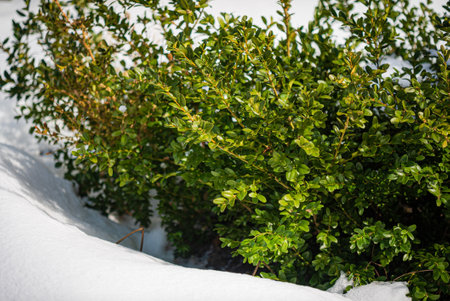 A vibrant green shrub stands out against the pristine white snow, showcasing the contrast of life amidst winter's chill. Sunlight illuminates the leaves, highlighting their beauty.の写真素材