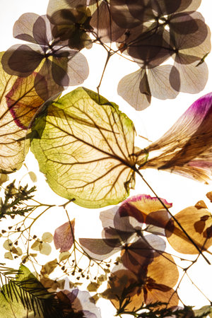 Translucent petals and vibrant leaves create an enchanting display as sunlight filters through,...