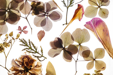 A mesmerizing display of dried flowers and leaves lays elegantly arranged on a bright surface, capturing the intricate patterns and hues of nature as sunlight filters through the petals.の写真素材