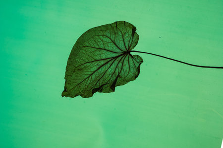 A vivid green leaf floats delicately underwater, showcasing intricate veining and texture against a...