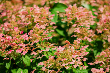 Pink hydrangeas cover the garden, displaying delicate petals against lush greenery.