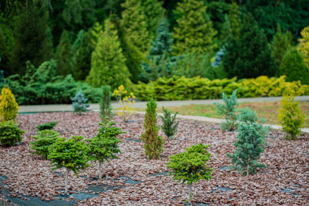 Decorative coniferous trees on the background of deciduous bushes in the gardenの写真素材