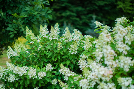 Lush hydrangeas burst into bloom, filling the garden with white flowers and abundant greenery.