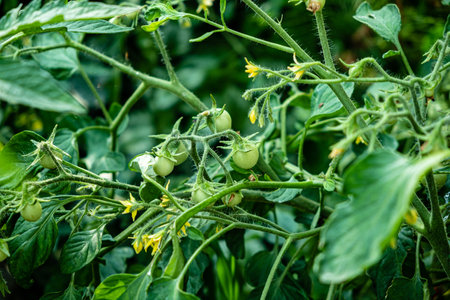 Numerous green tomatoes grow on thick vines in a flourishing garden, basking in summer sunlight.の写真素材
