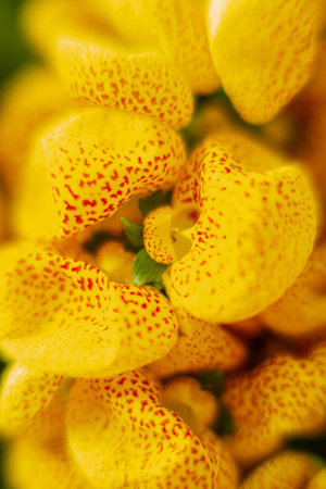 a lot of flowers of yellow house plant calceolariaの写真素材