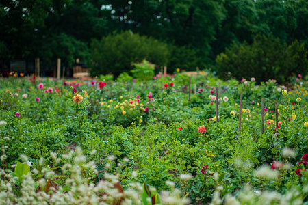 summer meadow with dahlia flowers