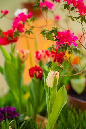 spring flowers in the pot