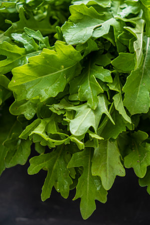 Lush green arugula leaves glisten with moisture, inviting culinary creativity and nutritious meals.の写真素材