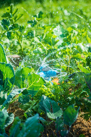 Water glistens on vibrant green leaves, showcasing a garden flourishing in midday sunlight.の写真素材