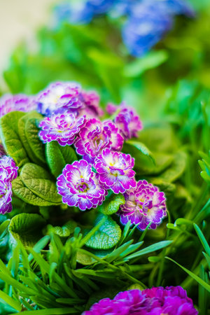 Bright purple flowers bloom among fresh green leaves, showcasing nature's beauty in full color.の写真素材