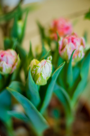 Delicate pink and green tulip buds bloom among lush leaves in a garden.の写真素材