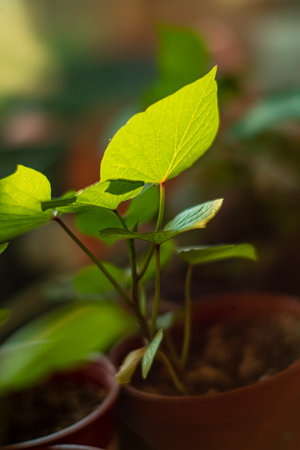 Delicate green leaves shine in sunlight, brightening the indoor atmosphere.の写真素材