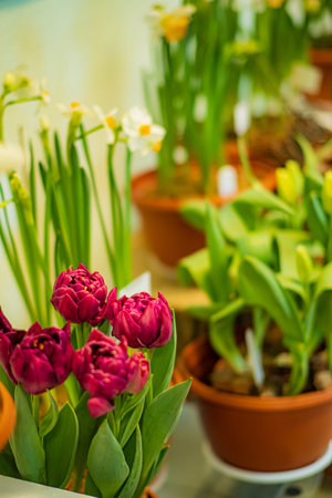 Colorful tulips and daffodils celebrate spring in lovely pot displays.