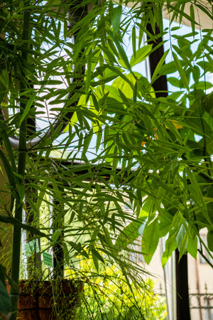 Sunlight shines through vibrant leaves, creating a serene indoor atmosphere with plants.の写真素材