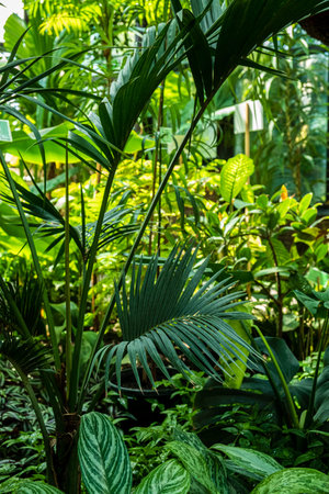 A vibrant tropical setting is home to a diverse collection of thriving plants.の写真素材