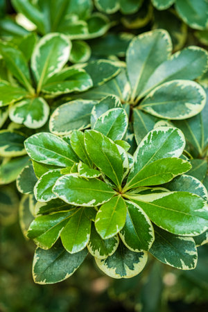 Rich, green foliage with unique margins thrives in the warm sunlight, creating a serene atmosphere.の写真素材