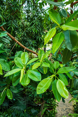 Bright green leaves thrive on branches in a sunlit tropical garden, displaying nature's beauty.の写真素材