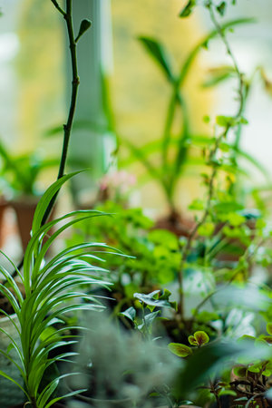 Sunlight brightens a vibrant indoor garden, creating a peaceful oasis of diverse plants.の写真素材