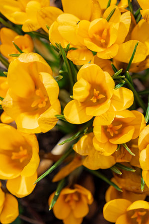 Clusters of bright yellow crocuses open up under warm sunlight, heralding spring's arrival.