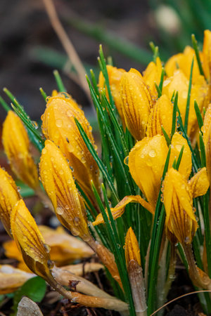 Bright yellow crocuses emerge from the earth, glistening with raindrops under the spring sun.の写真素材