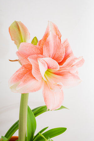 A beautiful array of pink amaryllis highlights their detailed petals and green leaves.の写真素材