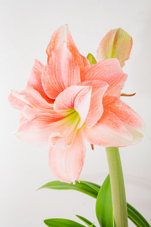 A stunning amaryllis flower blooms gracefully with soft peach petals, radiating elegance and charm.の写真素材