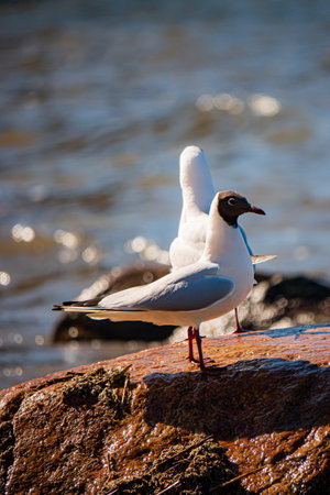 Two seagulls rest on rugged rocks as sunlight dances on the waterâ€™s surface nearby.