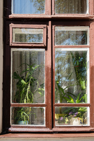 Sunlight fills a cozy room, illuminating vibrant plants and flowers by the window.の写真素材