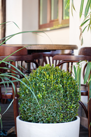 A vibrant topiary fills the foreground, framing a cozy wooden table surrounded by inviting chairs.の写真素材