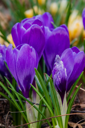 Purple crocuses emerge from the soil, signaling the arrival of springtime and new beginnings.の写真素材