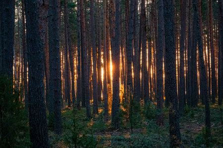 Sunlight streams between the tall trees, casting warm hues in a serene evening forest.の写真素材