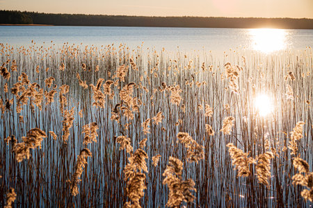 Golden sunlight glimmers on a tranquil lake while reeds dance gently in the evening breeze.の写真素材