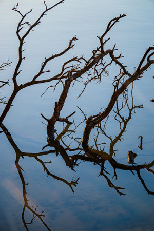 Bare branches stretch over calm water, creating a serene reflection at early morning.の写真素材