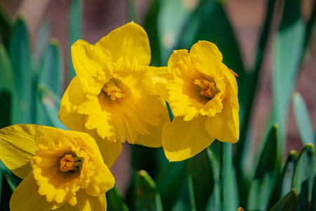 Three cheerful daffodils showcase vivid yellow petals, brightening a lush garden in springtime.の写真素材