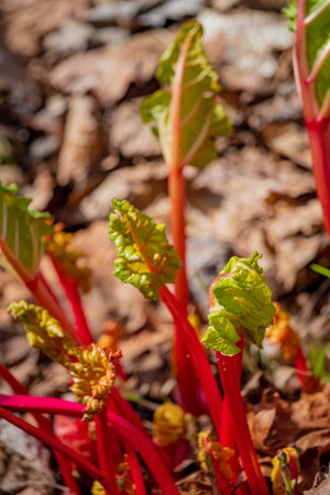 Vivid rhubarb shoots break through the earth, showcasing bright colors against nature.の写真素材