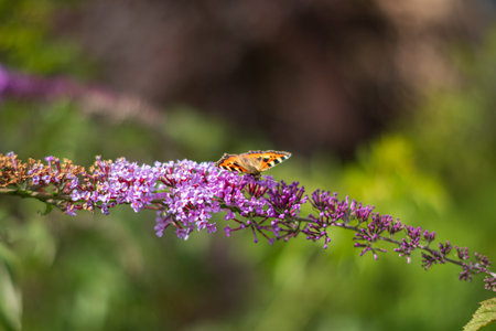 A butterfly flutters over purple flowers in the warm sun, creating a tranquil scene.