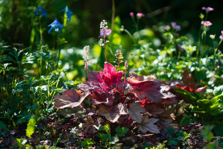 Colorful foliage creates a beautiful tapestry in a tranquil garden, illuminated by golden sunshine.