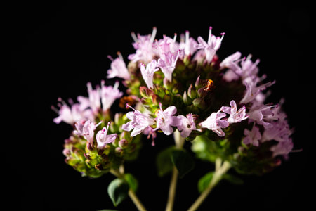 Soft pink blossoms unveil their beauty in gentle light, celebrating nature's artistry.の写真素材