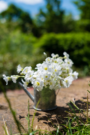 Delicate white flowers arranged in a vintage watering can on a sunny day in a beautiful garden.の写真素材