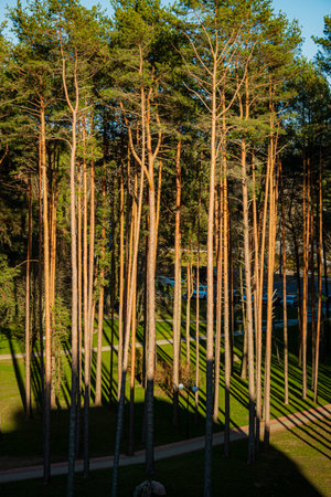 Sunlight filters through trees in a peaceful park, casting lovely shadows on the ground.