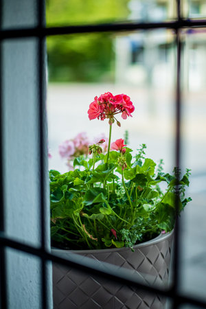 Bright pink geraniums flourish in a stylish planter, bringing life to the tranquil outdoor view.
