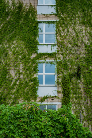 Ivy scales a modern building, highlighting nature's integration with urban architecture.の写真素材