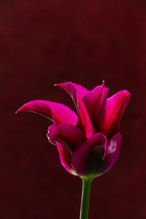 A vivid magenta flower blooms elegantly against a deep red background.
