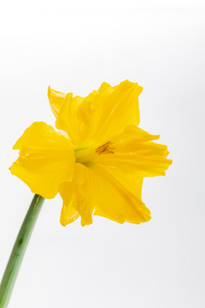 A cheerful yellow daffodil stands tall with delicate petals, illuminated by soft, serene light.の写真素材